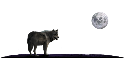 &iexcl;Bienvenidos a Nocturx!